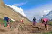 India, largest importer of heeng, begins cultivation in country for first time in Himachal Pradesh
