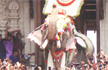 Elephant lovers win final round as government lifts ban on celebrity jumbo