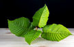 Kratom - an emerging drug of abuse