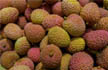 Encephalitis deaths in Bihar: Lychees can trigger brain fever infection