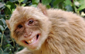 Why a monkey taking revenge on train drivers in Bihar?