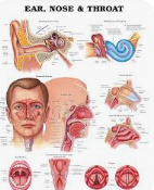 ENT Otolaryngology and Comprehensive Head and Neck Care