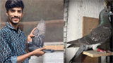Mandya pigeon flies 1790 km from Delhi to reunite with owner
