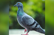 Bird freed after 8 months in custody in Mumbai over 