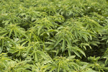 Hemp Cultivation Can Alleviate Farmer Distress