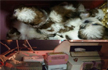 Man admits to smuggling 23 puppies into Singapore aboard vessel, 11 died later