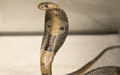 Snakes crawling into homes to beat heat in Bengaluru