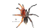 Scientists discover rare spider that is half-female and half-male
