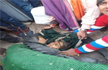 Rajasthan: Woman mauled to death by Tiger in Sawai Madhopur