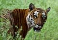 Tiger kills 2 in 3 days at Bandipur reserve