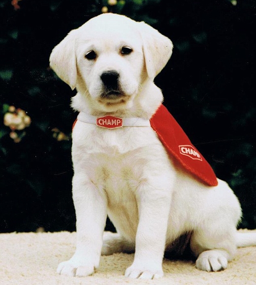 Ami-pup