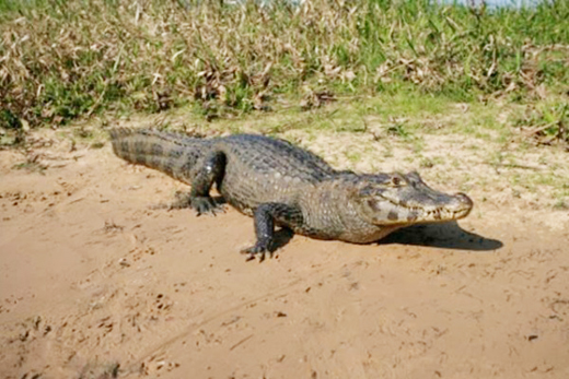 Crocodile.