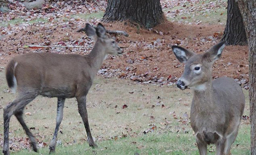 Deer-Arrow 3