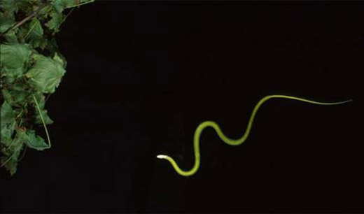 Flying-Snakes-...