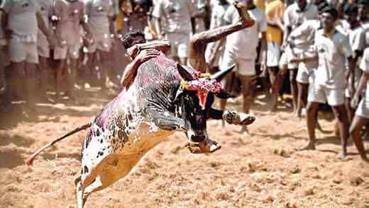 Jallikattu-Sal...