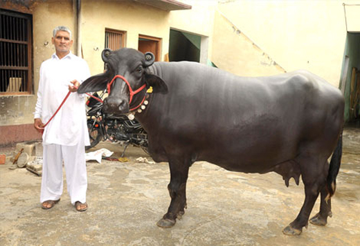 Laxmi-buffalo
