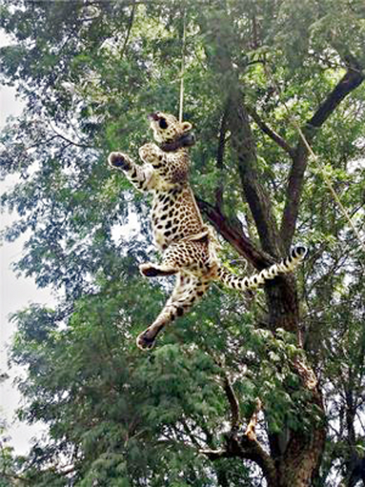 Leopard
