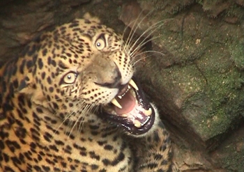 As per reports, a female leopard that fell into a well at Kuthyar Karmar Jiddu near Kaup was rescued by the Forest Department officials 