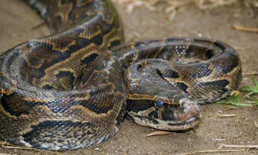 Python