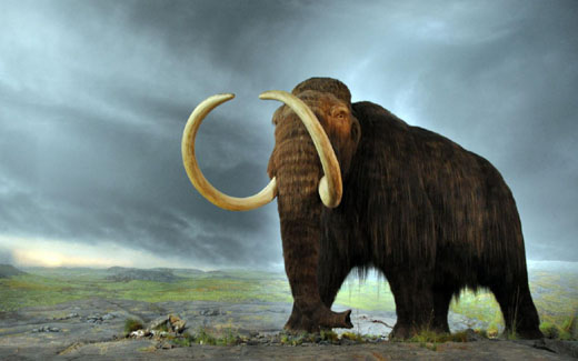 Woolly_mammoth...