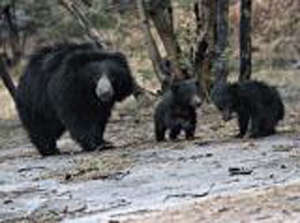 bears