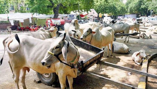 cow
