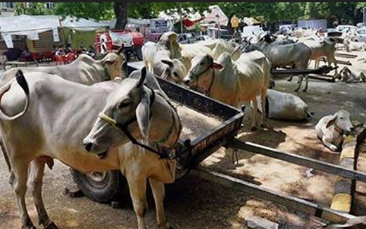 cows_urine-3