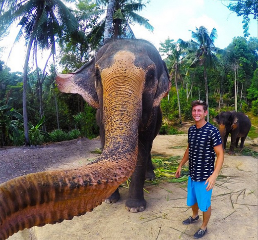elephant on run