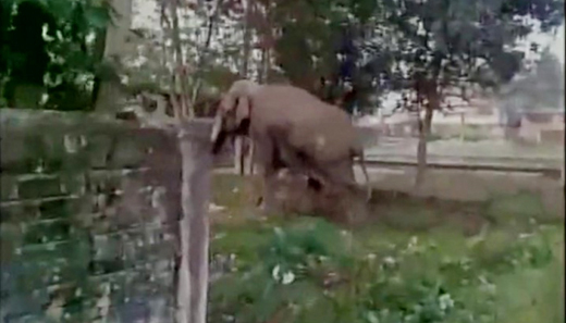 elephan