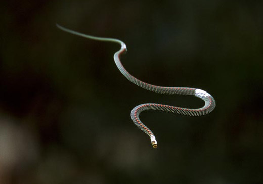 flying-snakes-...