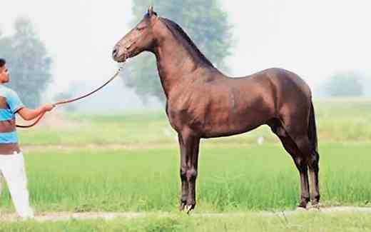 horse_moss.