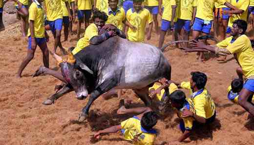 jallikattu-ban...