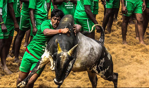 jallikattu.