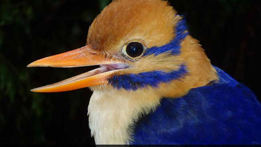 kingfisher