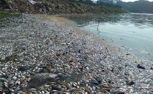 lake-fish.j