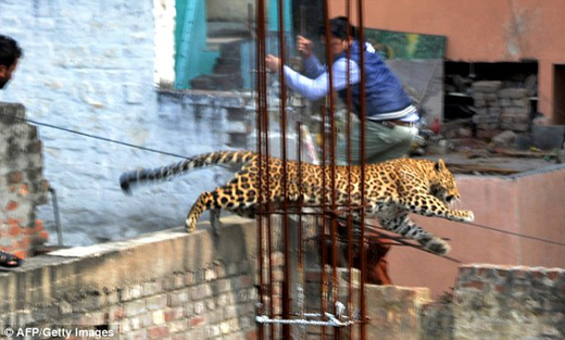 leopard-Meerut...