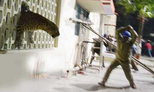 leopard-Meerut...