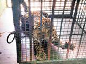 leopard