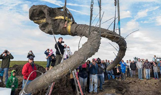 mammoth_skelet...