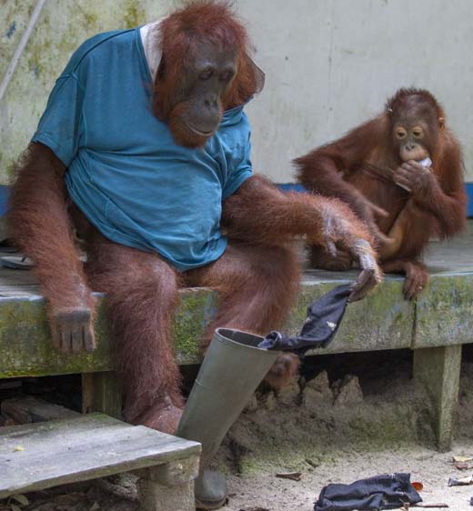 monkey 7