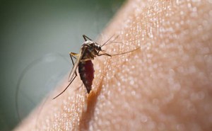 mosquito