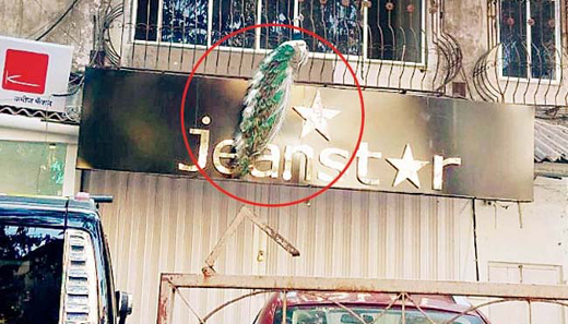 peacock.j