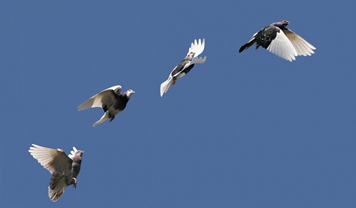 Pigeon flights
