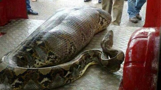 What HAS this python eaten?: Viral story of drunk man eaten by python ...