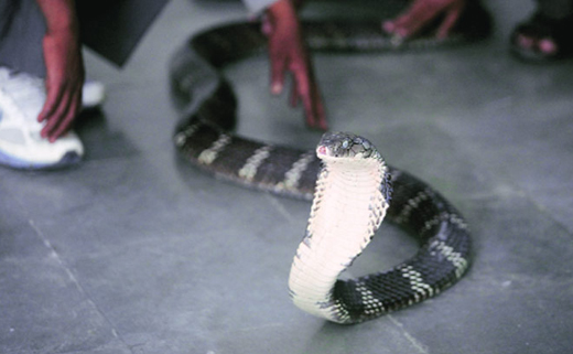 snake