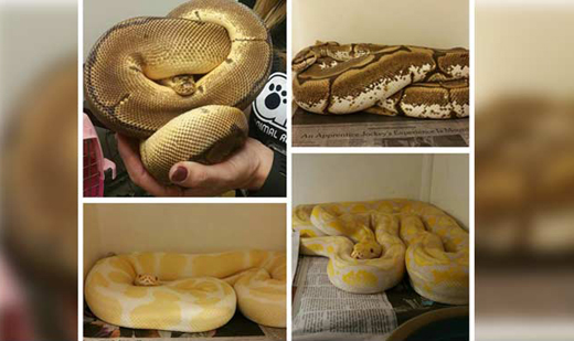 snakes-baltimo...