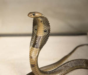 snakes-bengalu...