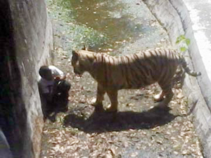 tiger