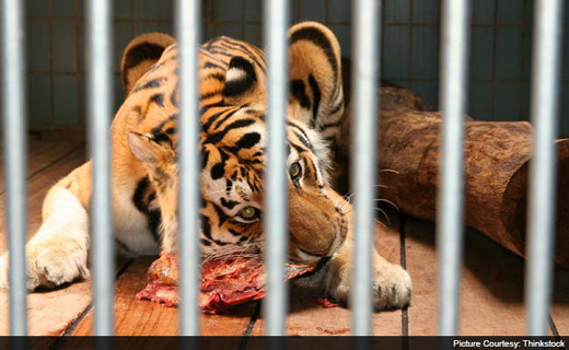 tiger_