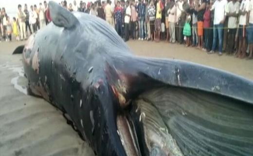 whale_1.j